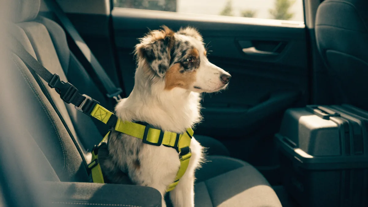 An Australian Shepherd safely secured in the back seat of a car using a heavy-duty neon-yellow crash-test safety harness.