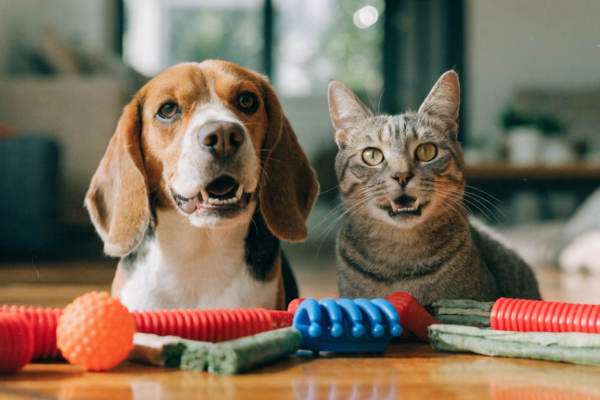 A Beagle and a grey tabby cat sit beside a scattered collection of colorful pet dental chew toys.