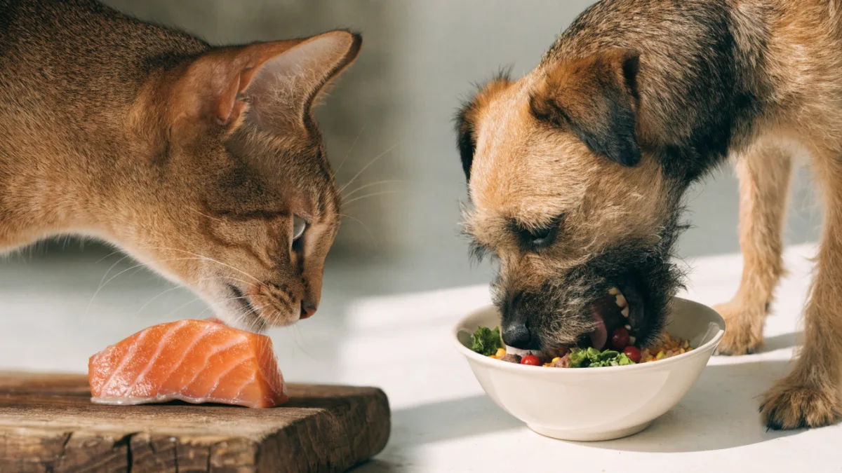 Obligate Carnivores vs. Scavenging Omnivores: The Strict Dietary Rules of Cats and Dogs