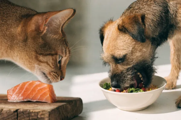 A split image showing an Abyssinian cat sniffing raw salmon and a Border Terrier eating a mixed diet.