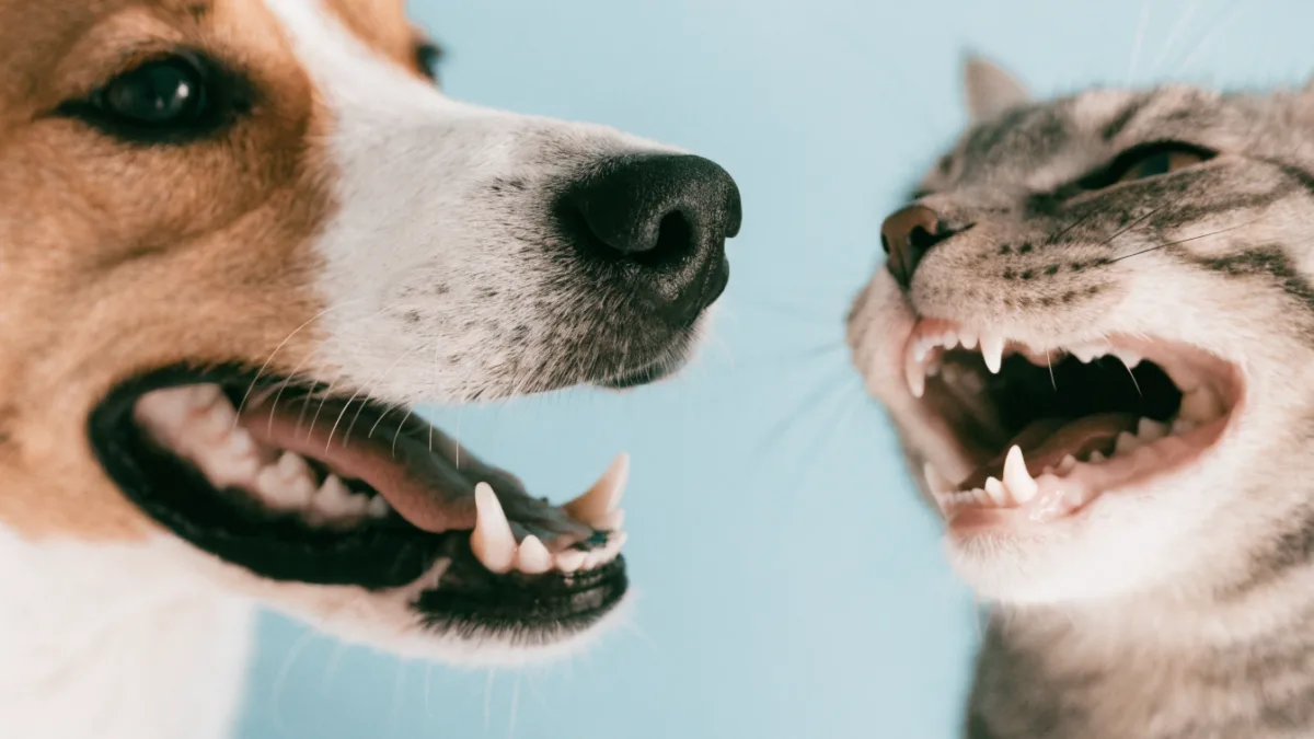 Pearly Whites: How Dental Disease Differs in Dogs and Cats