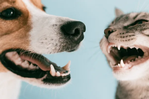 A dog and cat side by side, mouths open, revealing the distinct dental differences between canine and feline teeth.