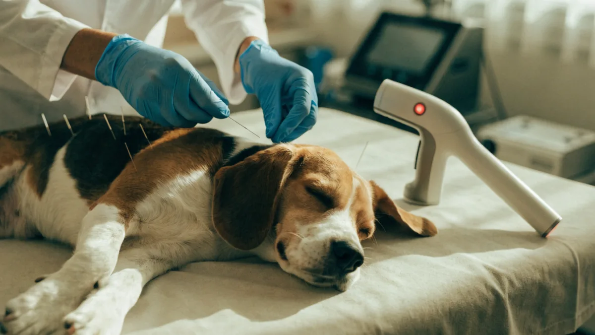Pins and Needles: The Rise of Acupuncture and Cold Laser Therapy for Pets