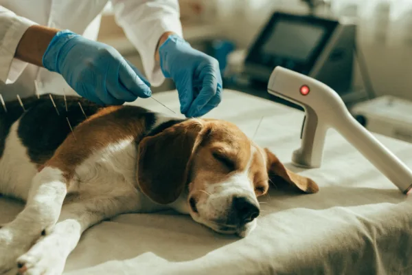 A relaxed Beagle receives acupuncture and cold laser therapy from a veterinarian to restore mobility.