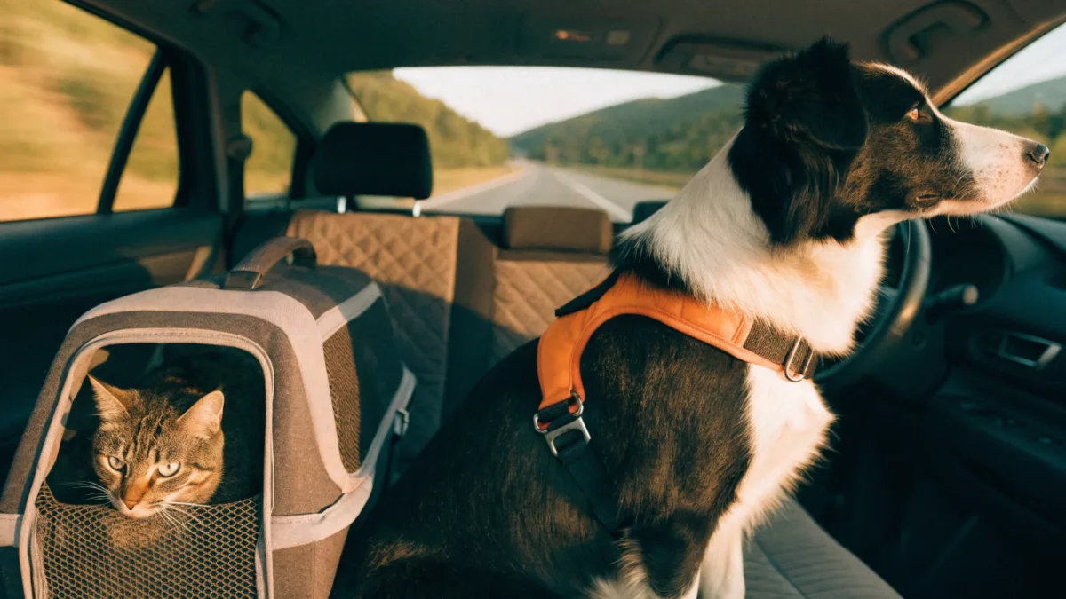 Road Tripping with Multiple Species: Safety Harnesses for Dogs vs. Carriers for Cats