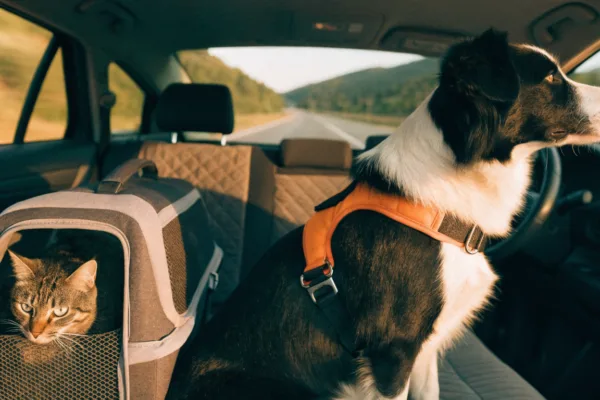 A border collie secured in a car safety harness beside a tabby cat in a carrier during a road trip.