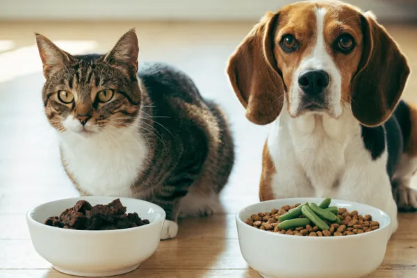 A cat and dog sit beside bowls of high-protein and high-fiber food, illustrating species-specific pet weight loss strategies.