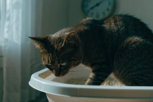 A male cat straining in the litter box can signal a life-threatening urinary blockage requiring immediate emergency veterinary care.