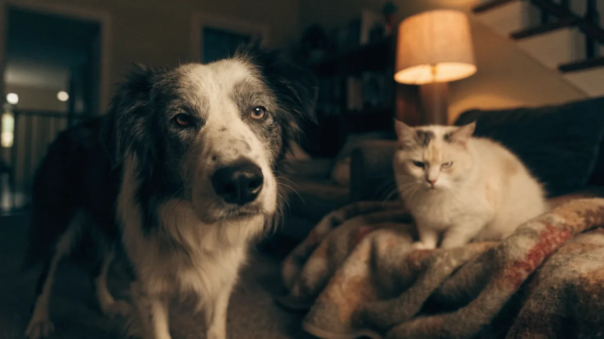 A senior dog and cat showing signs of nighttime confusion, a common symptom of sundowners syndrome in aging pets.