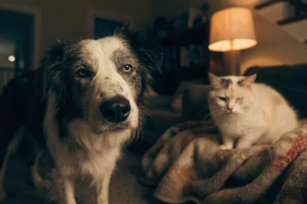 A senior dog and cat showing signs of nighttime confusion, a common symptom of sundowners syndrome in aging pets.