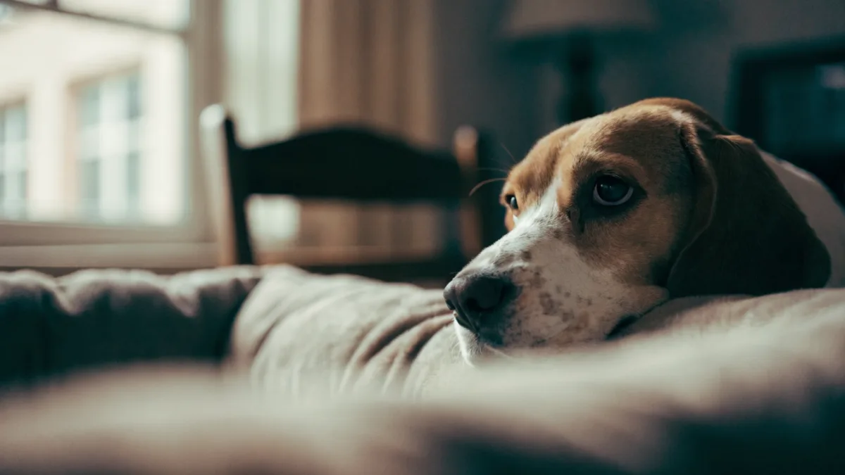 Surviving the Silent House: A Guide to Navigating Pet Loss and Supporting Surviving Pets