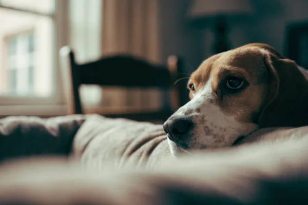 A surviving beagle rests near an empty pet bed, reflecting the silent grief of losing a beloved companion.