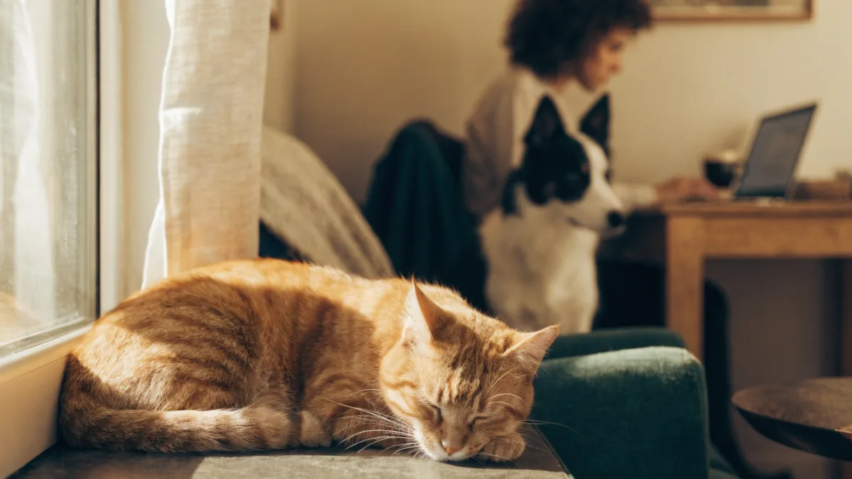 The 16-Hour Slumber: Why Cats Sleep All Day and Dogs Adjust to Your Schedule