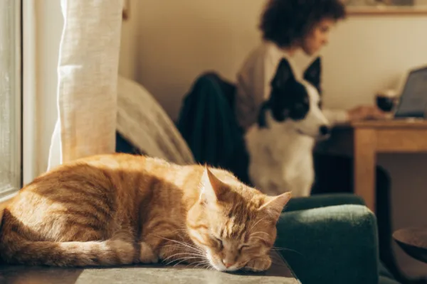 A sleeping tabby cat lounging in a sunbeam while a border collie stays alert and engaged with its owner nearby.