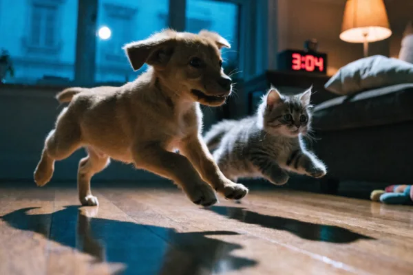 A puppy and kitten sprint through a moonlit living room at 3 AM during a burst of nighttime zoomies.