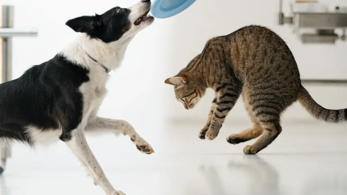 The ACL Tear: Why Dogs Blow Their Knees and Cats Rarely Do