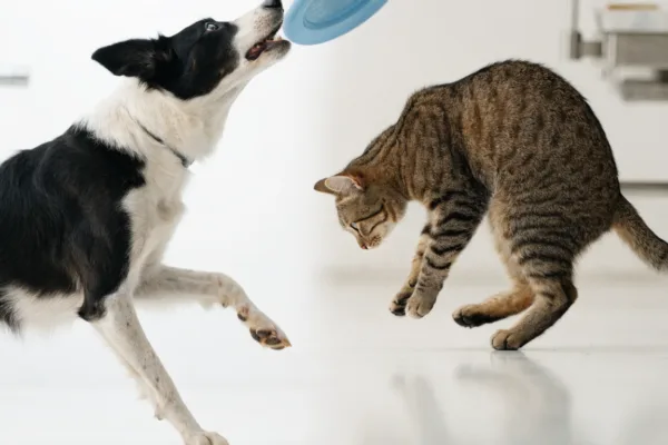A Border Collie leaping and a tabby cat landing gracefully, illustrating the different knee structures that make dogs prone to ACL tears.