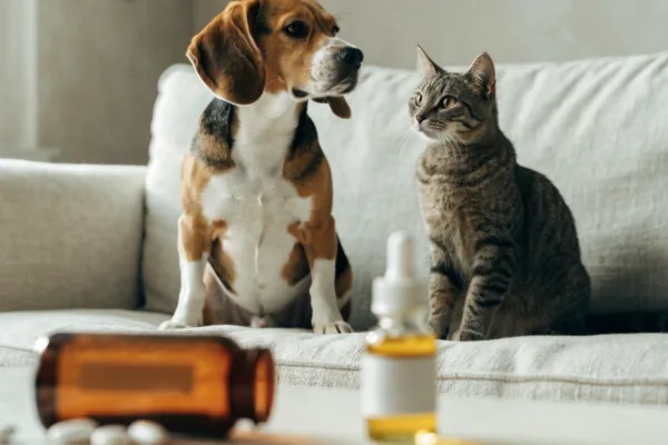 An anxious beagle and tabby cat sit near pill bottles and CBD oil, illustrating medication safety questions for pets.