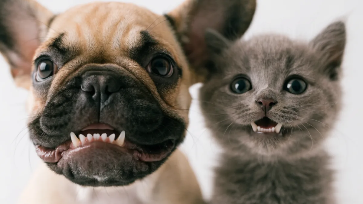 The Crooked Smile: How Dental Malocclusions Differ in Puppies vs. Kittens