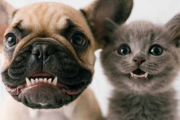 French Bulldog puppy with an underbite compared to a kitten's aligned baby teeth, illustrating dental malocclusions in young pets.