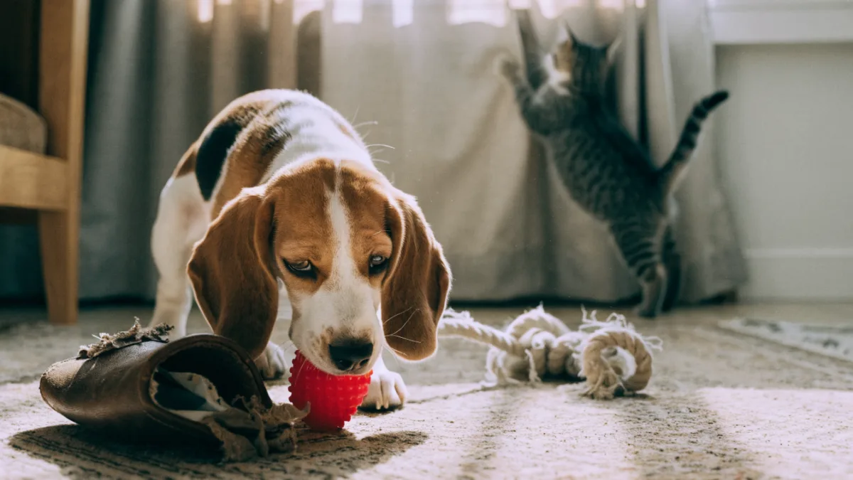 The Destructive Phase: Surviving a Teething Puppy vs. a Kitten’s Climbing Craze