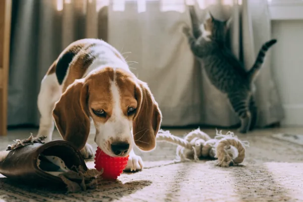 A teething beagle puppy chews a toy while a tabby kitten climbs curtains behind it.