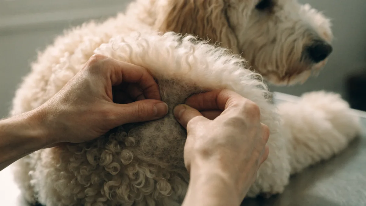 The Dreaded Mats: Why Doodles Tangle and Long-Haired Cats Felt