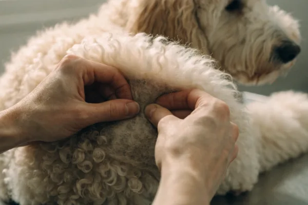 A groomer parts a Doodle's fluffy coat, revealing tight mats felted against the skin underneath.