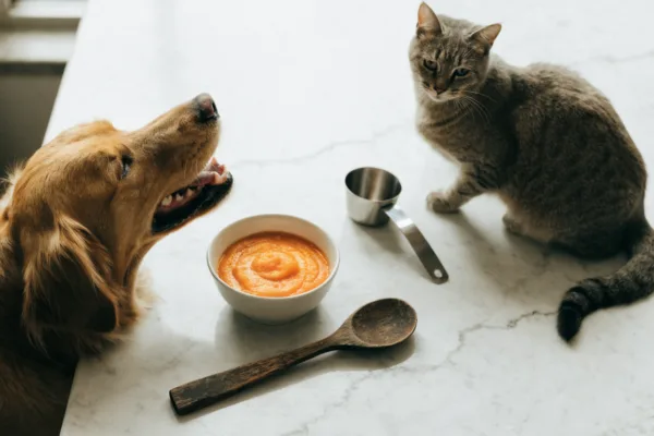 A dog and cat positioned near a bowl of pureed pumpkin, illustrating the different effects of soluble fiber on canine versus feline digestion.