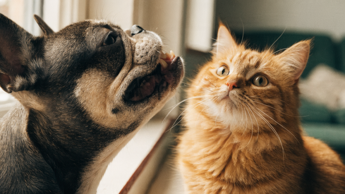 The Flehmen Response: Why Your Dog and Cat Make a “Stinky Face