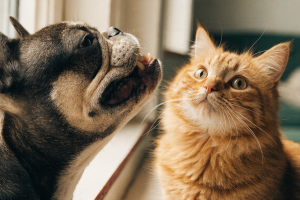 A dog making a funny curled-lip "stinky face" known as the Flehmen response while sitting with a cat.
