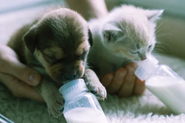 Orphaned neonatal puppy and kitten bottle-fed belly-down on soft bedding, demonstrating safe feeding positions.