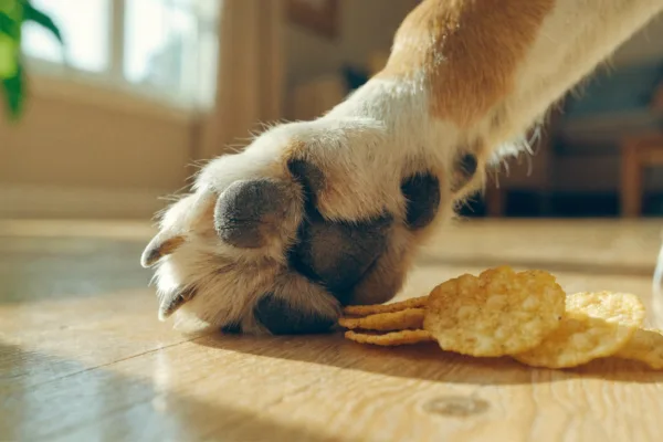 A close-up of a dog's paw beside golden corn chips, illustrating the harmless "Frito feet" phenomenon.