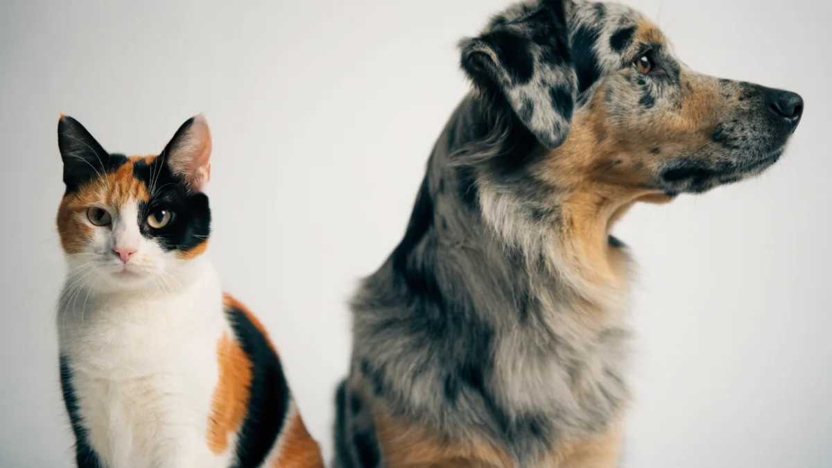 The Genetics of Coat Color: Why Calico Cats are Female and Merle Dogs Aren’t