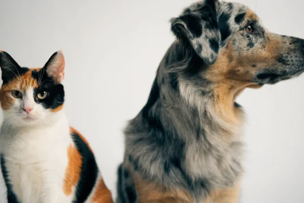 A calico cat and merle Australian Shepherd display patchy coat patterns produced by different genetic mechanisms.