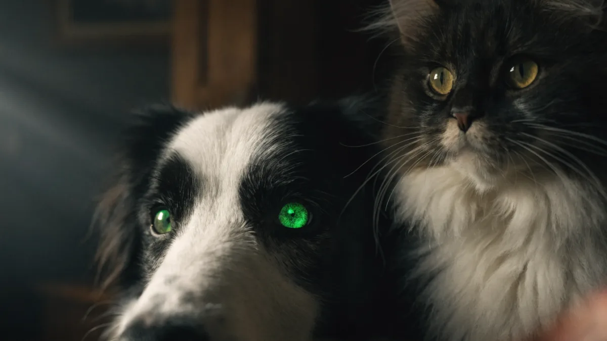 The Glow-in-the-Dark Secret: Why Dog and Cat Eyes Shine at Night