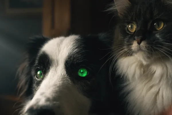 A Border Collie and Maine Coon cat peering through the dark, demonstrating the glowing eyeshine effect.