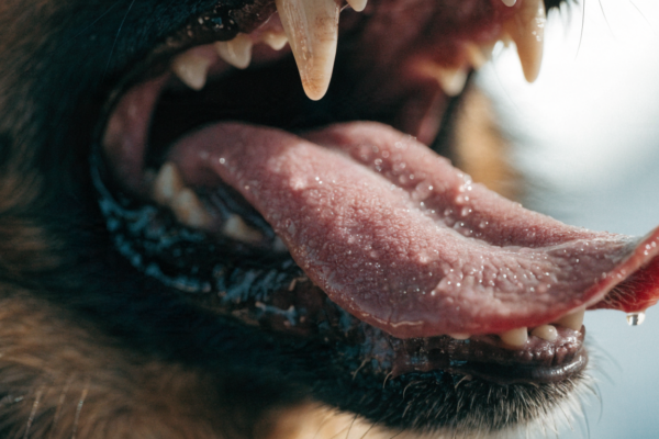 A macro shot of a German Shepherd's tongue, exploring the scientific truth behind the cleanliness of canine saliva.