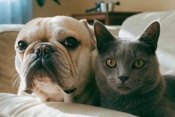 A French Bulldog and a domestic cat sit closely together, illustrating comparative pet respiratory issues.