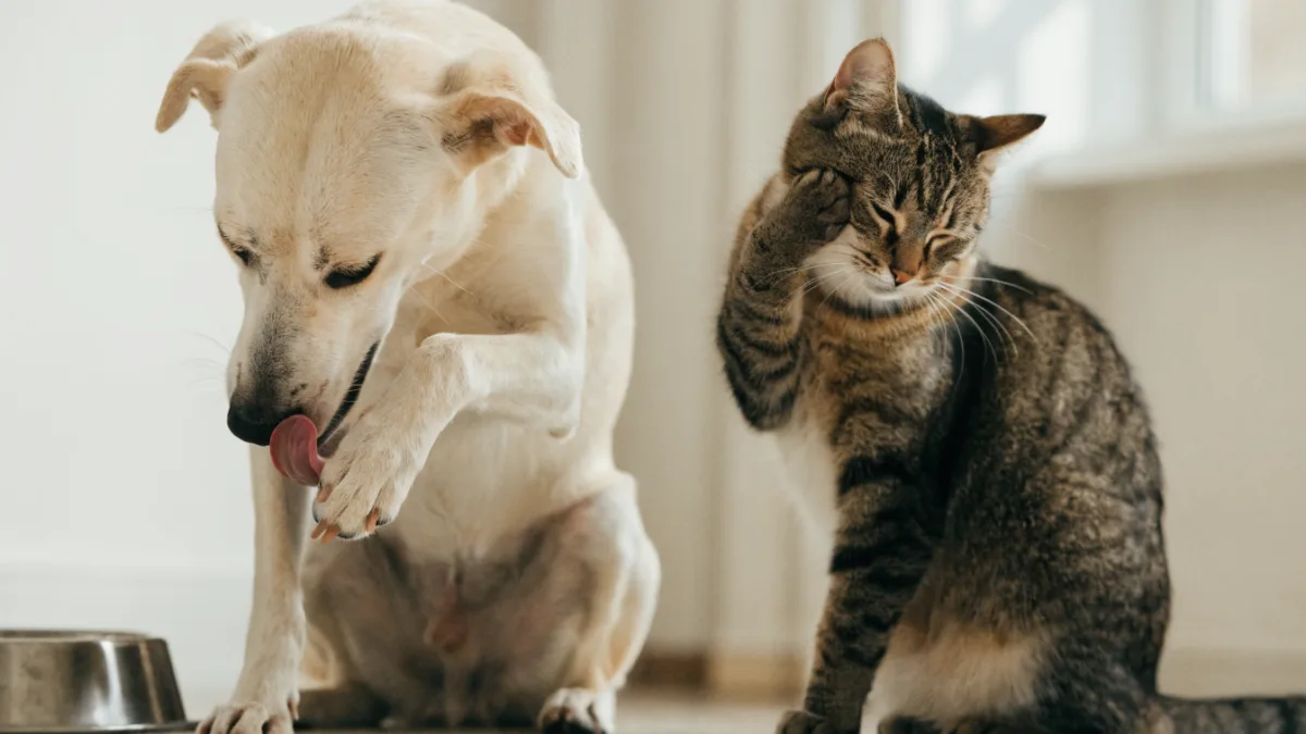 The Itch Cycle: Navigating Food Allergies in Dogs vs. Environmental Allergies in Cats