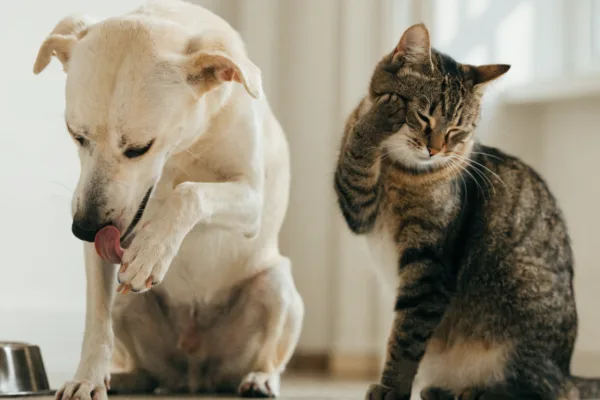 A dog licks its paw beside a food bowl while a cat scratches its face, showing how allergies differ between species.