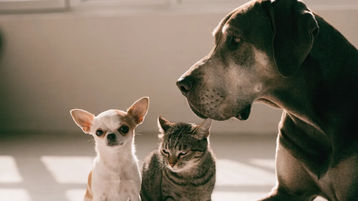 The Lifespan Gap: Why Small Dogs and Cats Outlive Giant Breeds