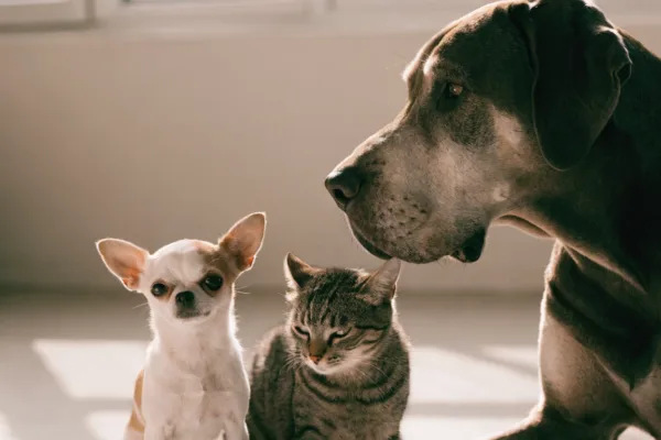 A Great Dane towers over a small Chihuahua and cat, illustrating the dramatic lifespan gap between giant and small companion animals.