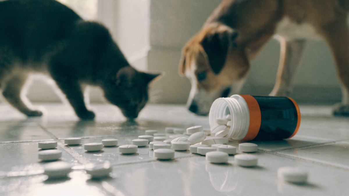 The Medicine Cabinet Minefield: Which Human OTC Drugs Are Lethal to Dogs vs. Cats