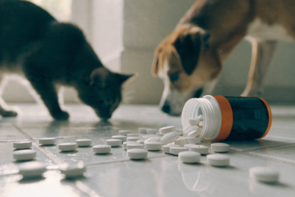 Spilled human painkiller pills on a floor with a dog and cat nearby, highlighting hidden pet poisoning risks.