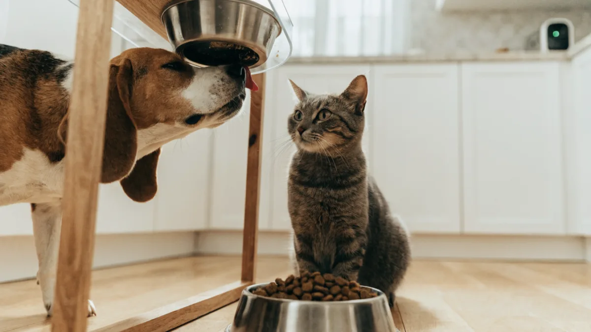 The Multi-Pet Puzzle: How to Stop Dogs from Eating Cat Food and Cats from Stealing Kibble