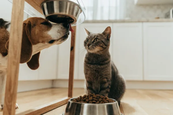 A beagle sneaks food from an elevated cat bowl while a tabby cat eyes the dog's kibble nearby.