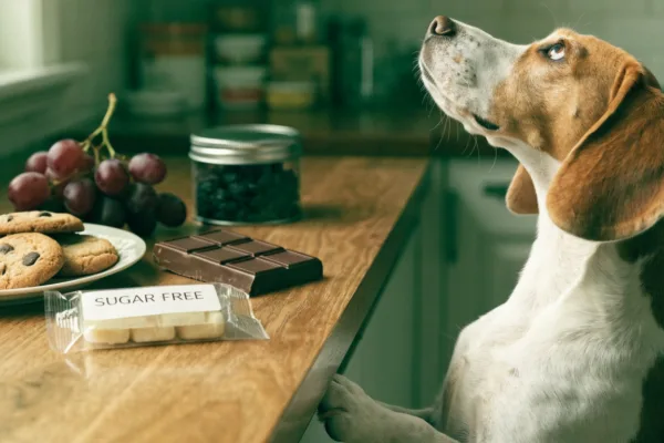 A beagle eyeing chocolate, grapes, and sugar-free treats — common foods that can be deadly to pets.