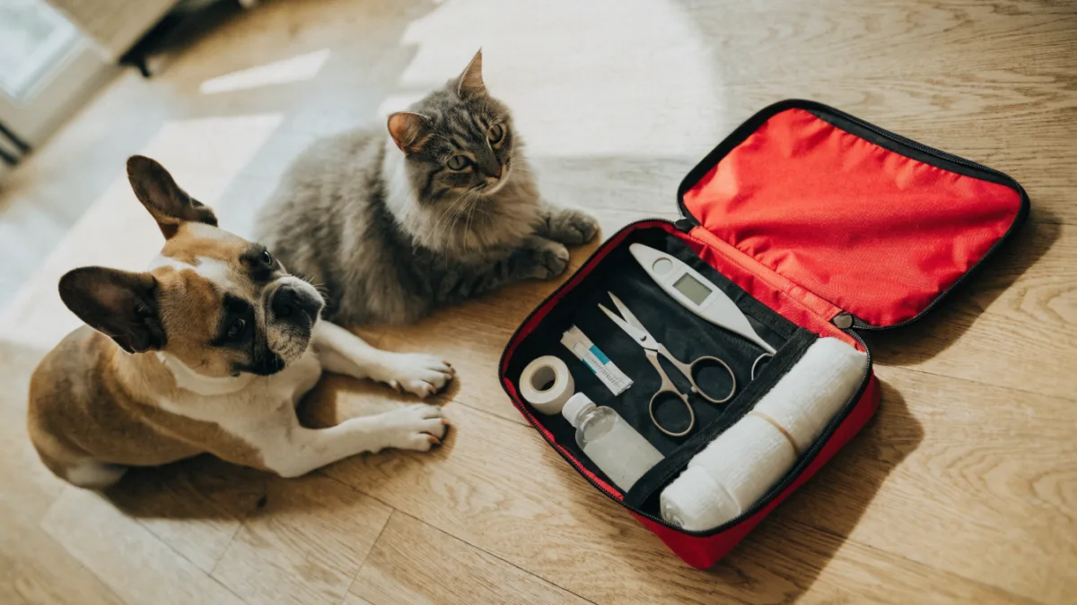 The Pet Medicine Cabinet: Essential First Aid Supplies Every Dog and Cat Owner Needs