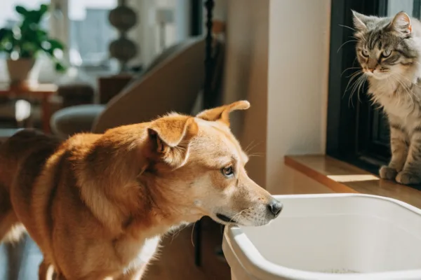 A mischievous dog investigates a cat litter box while a tabby cat watches from a sunny windowsill.